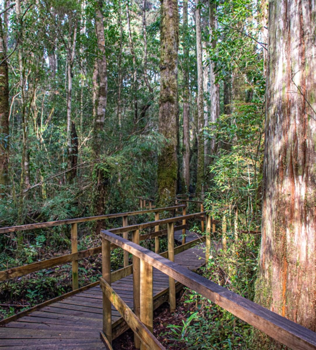 Monumento Natural Lahuen Ñadi