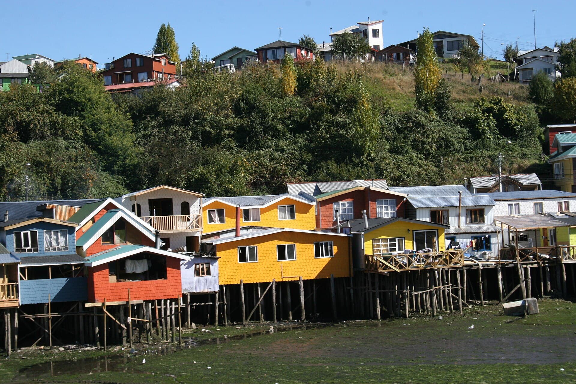 Tour por los bosques de Chiloé