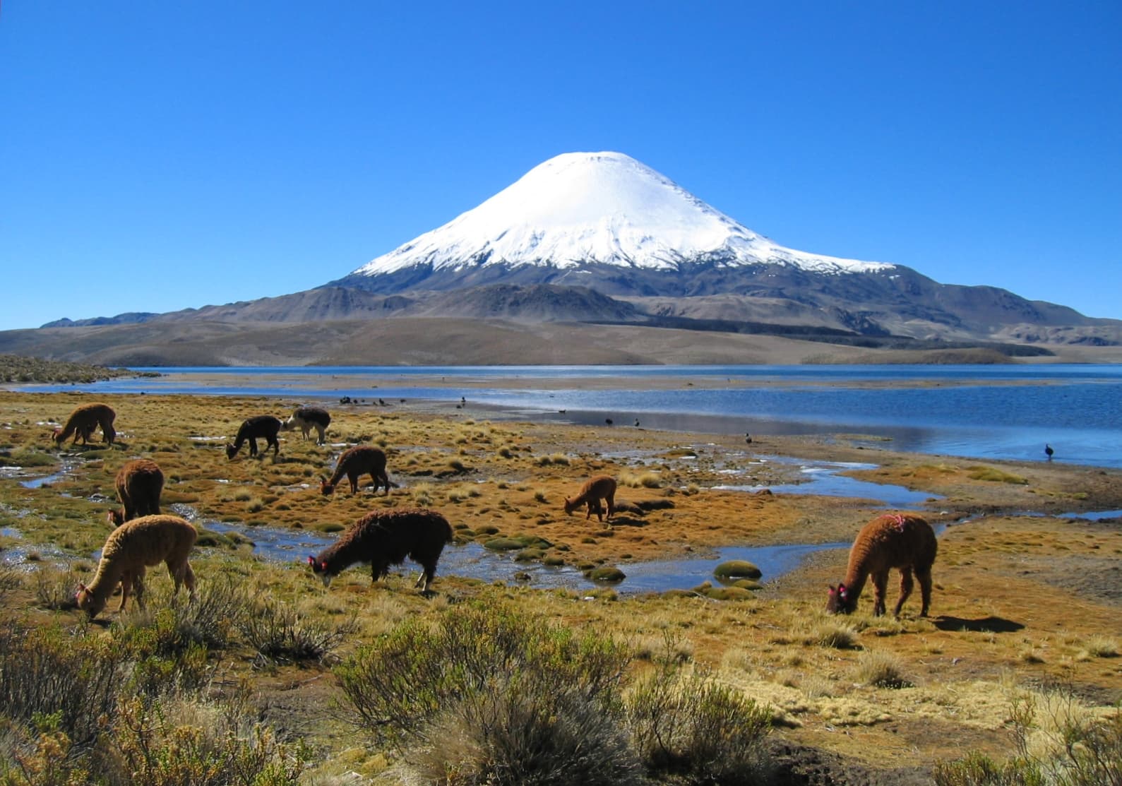 Géiseres del Tatio